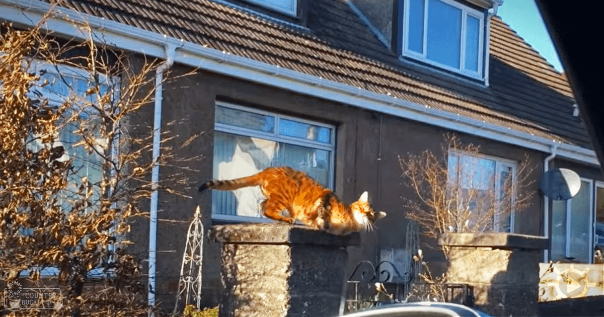 An orange tabby cat with white chest markings in front of a house, surrounded by dry bushes and a stone pillar under a daytime sky.