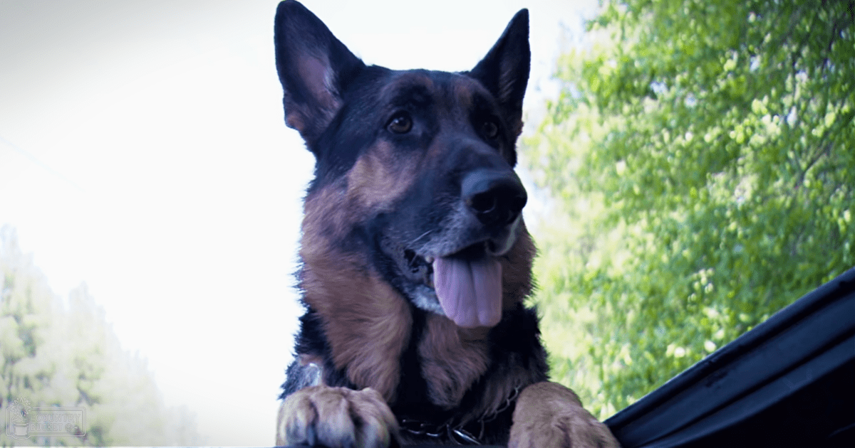 A German Shepherd dog with a black coat and tan markings stands in an outdoor setting during what appears to be spring or summer.