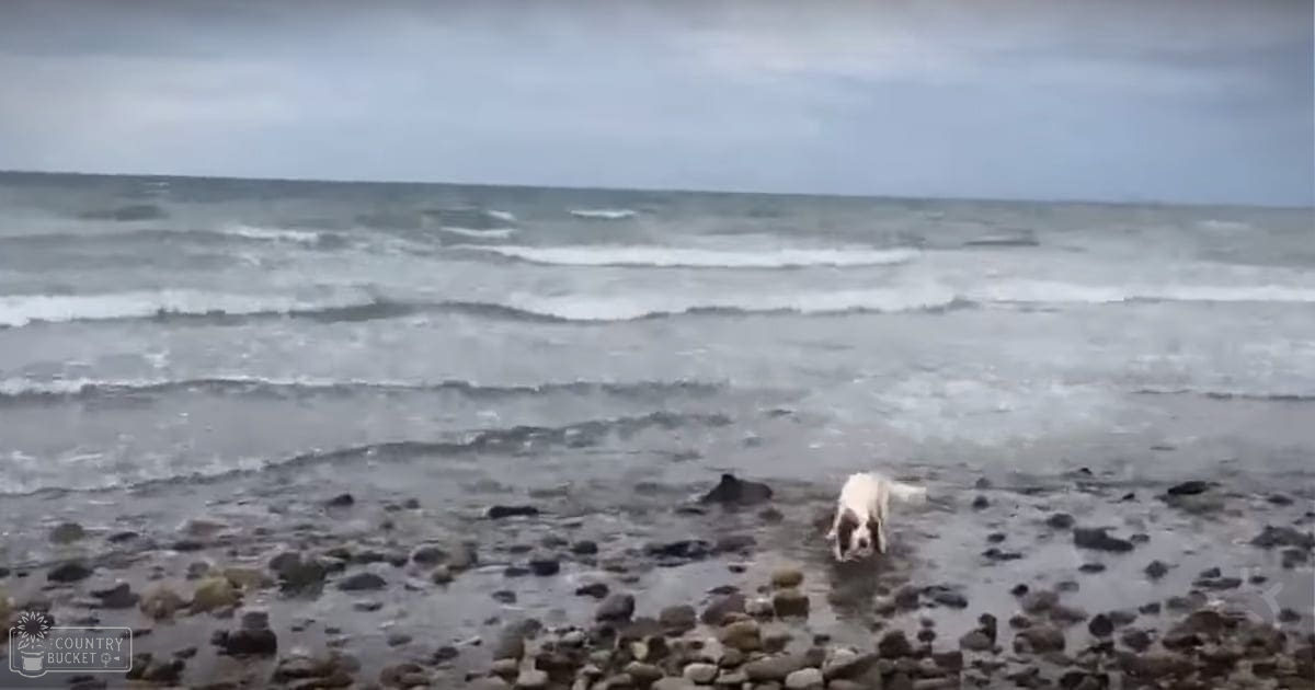 A white dog with darker markings at a rocky beach near the ocean under an overcast sky during daytime.