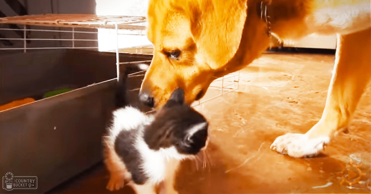 A golden retriever and a tabby kitten interact in an indoor setting with warm tones.