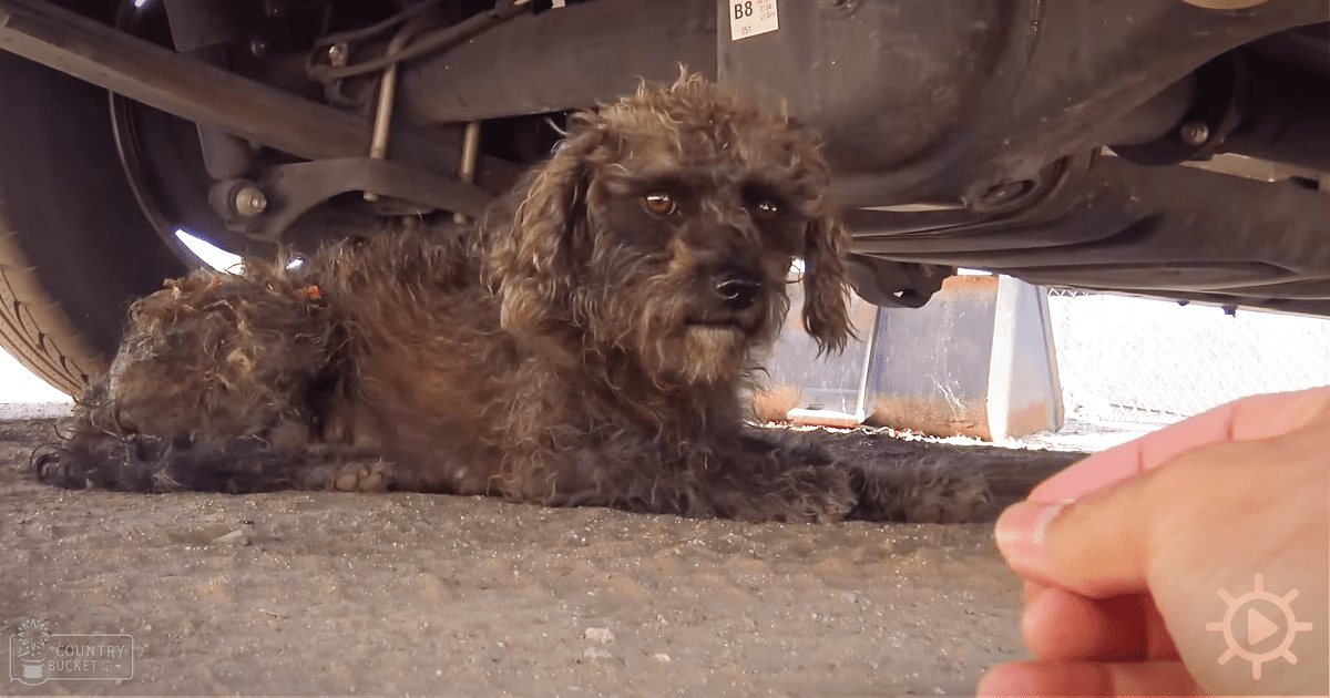 A small curly-haired poodle mix with dark fur, possibly a puppy or young adult, under a vehicle in an outdoor parking lot setting.