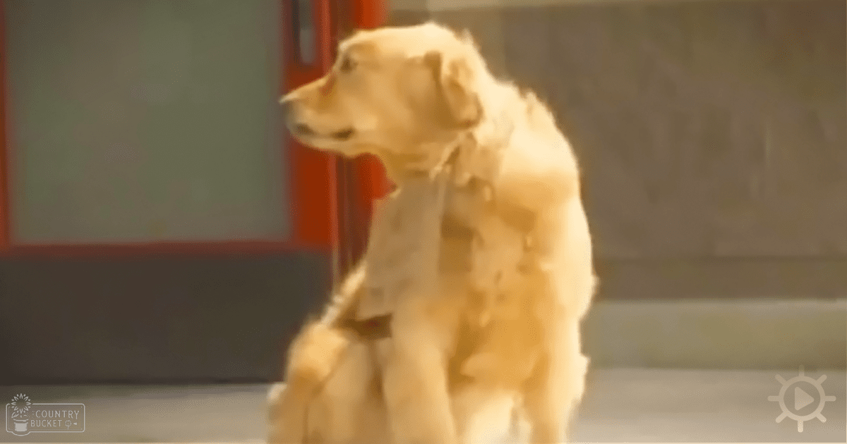 A golden retriever stands indoors near a window or door with natural light filtering through.