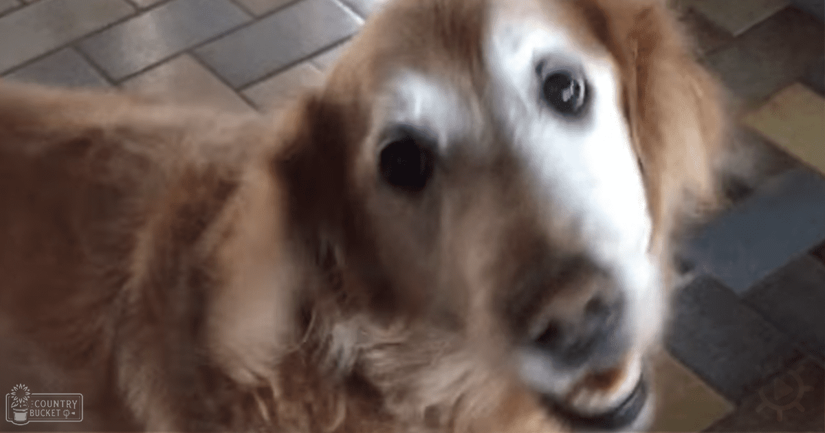 A golden retriever dog with light brown and white markings indoors, natural daylight reflecting off tiled floor.