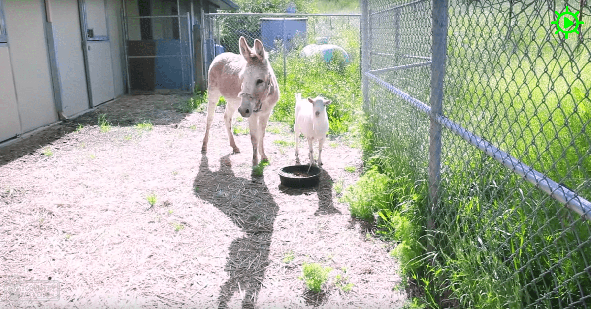 A donkey and a goat in an outdoor farm enclosure, surrounded by chain-link fencing on mulch-covered ground; a slanted-roof structure and black plastic container are visible in the background under bright daylight conditions.