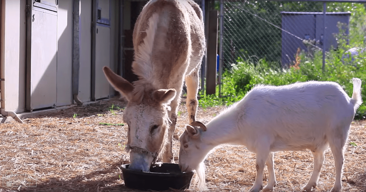 A donkey with light brown coat and white markings eating alongside a young goat with white fur and small horns in an outdoor enclosure surrounded by straw bedding, greenery, and part of a building structure on the left. The setting suggests spring or summer midday.