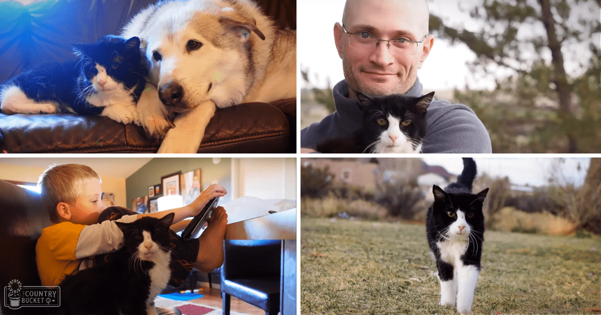 A black-and-white cat in an outdoor residential area, interacting with humans indoors; scenes include a dog in the background, furniture like a leather couch and chairs, and a child holding something.