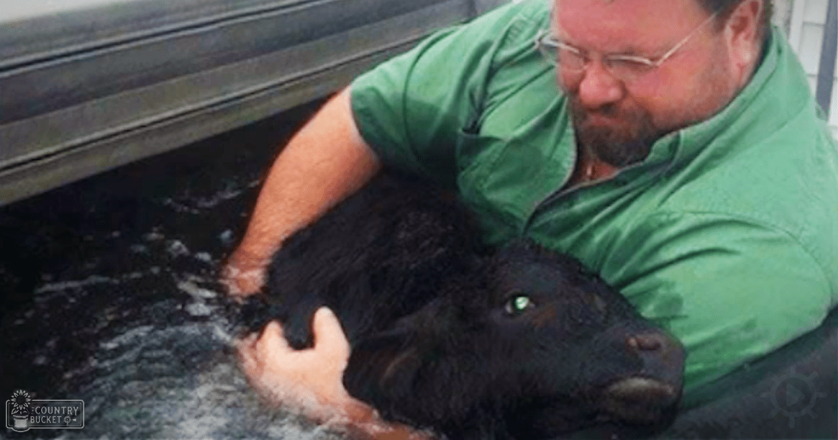 A middle-aged to older adult male wearing a green short-sleeved shirt holds an adult black Angus cow in a body of water, suggesting an agricultural setting with spring or summer light and a barn-like structure visible in the background.