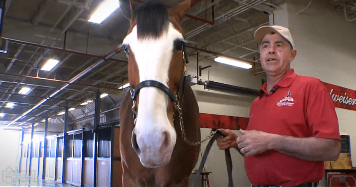 An adult male wearing a red polo shirt and beige backward cap stands beside an indoor stable with a brown horse wearing a black halter; the setting includes fluorescent lighting, stable stalls, and a partially visible 'weiser' sign.