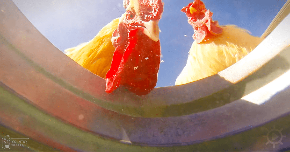 A close-up of a chicken with bright sunlight illuminating it against a clear blue sky, outdoors in what appears to be spring or summer.