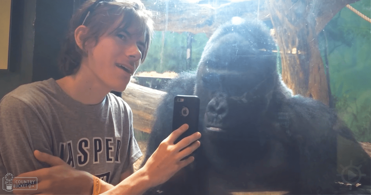 A young adult male holding a smartphone takes a selfie with a Western Lowland Gorilla in an indoor zoo setting, surrounded by artificial foliage and wooden enclosures under bright natural light.