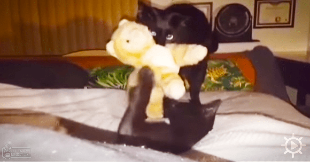 A black and white kitten with white chest and paw markings, indoors in a home setting under artificial lighting.