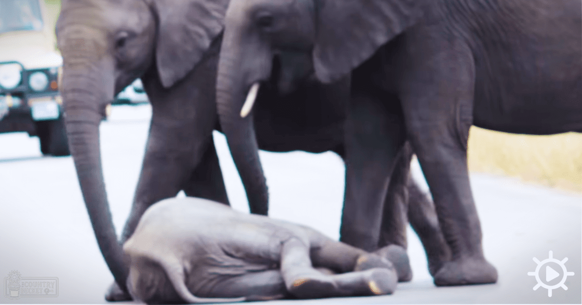 Two adult African elephants stand over a baby elephant lying on its side in an open area within a wildlife reserve or safari park under natural daylight with muted greens and browns in the background.