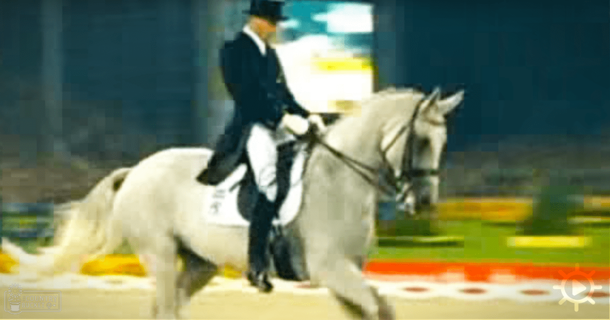 A white horse in an indoor arena with an adult male rider dressed formally for equestrian competition.