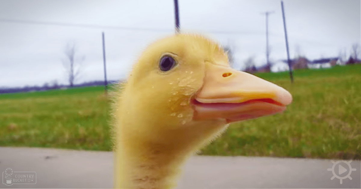 A baby duckling with yellow feathers stands in an open grassy area under an overcast sky.