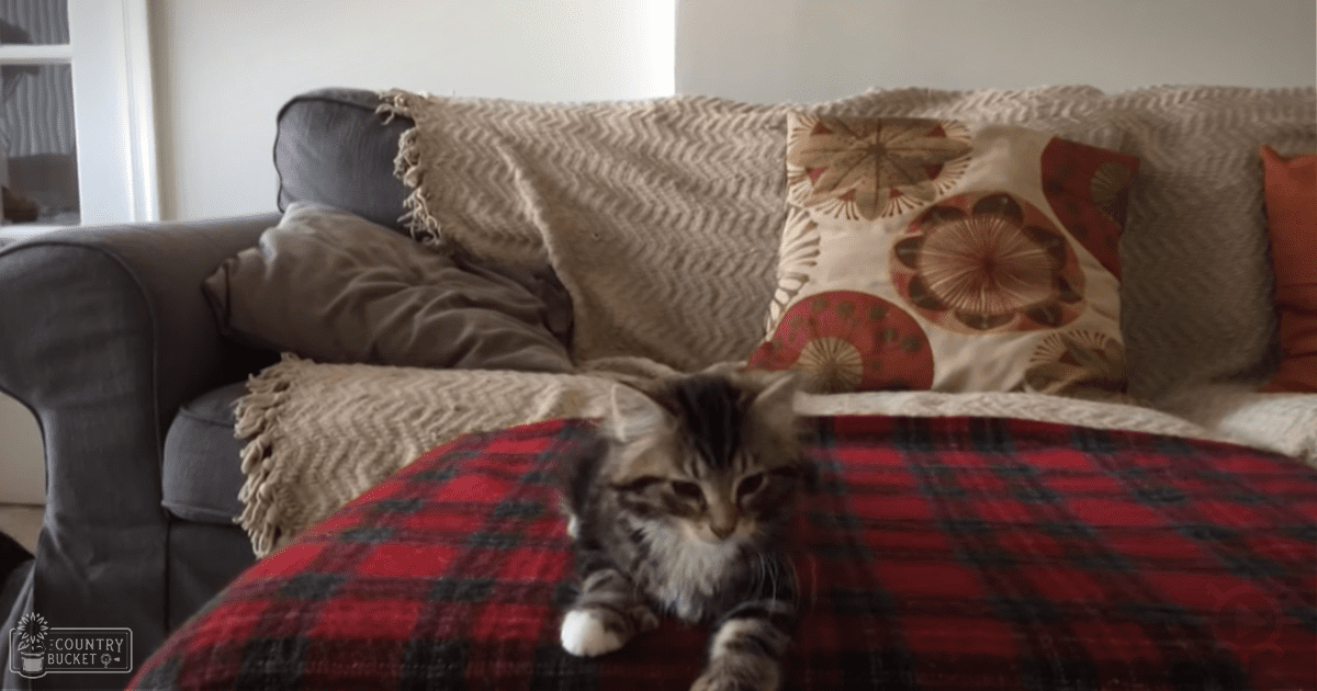 A tabby cat with dark stripes and white markings lies on a gray couch adorned with various pillows in an indoor setting with natural light.