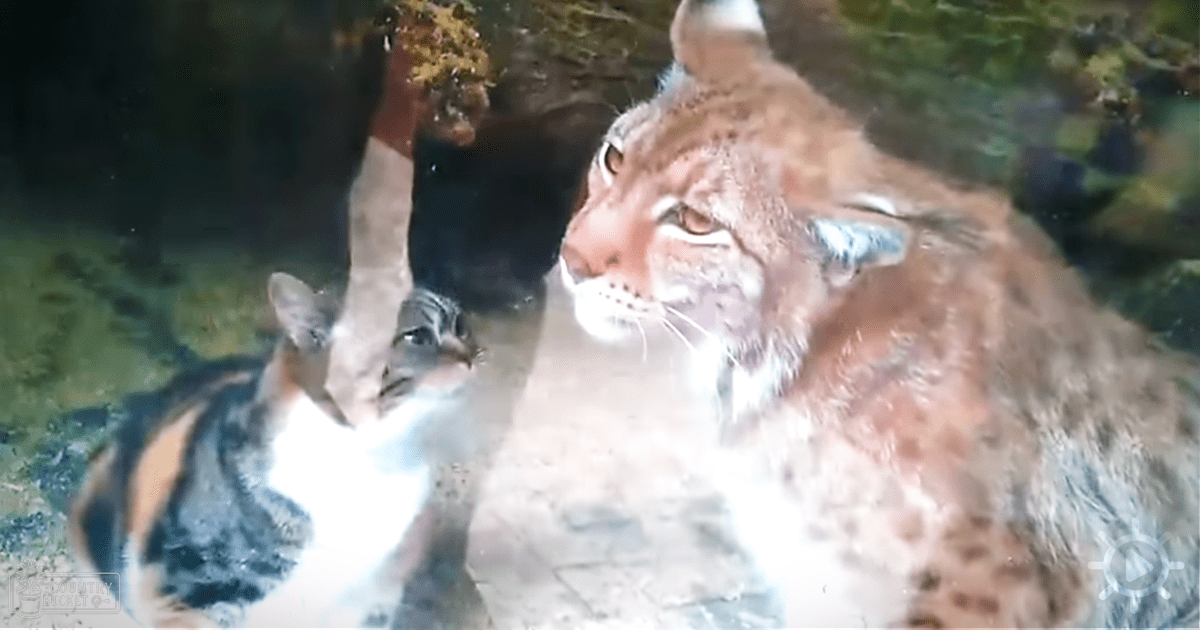 A lynx with its cub in a zoo enclosure, surrounded by naturalistic trees and rocks on an earthy-toned day.