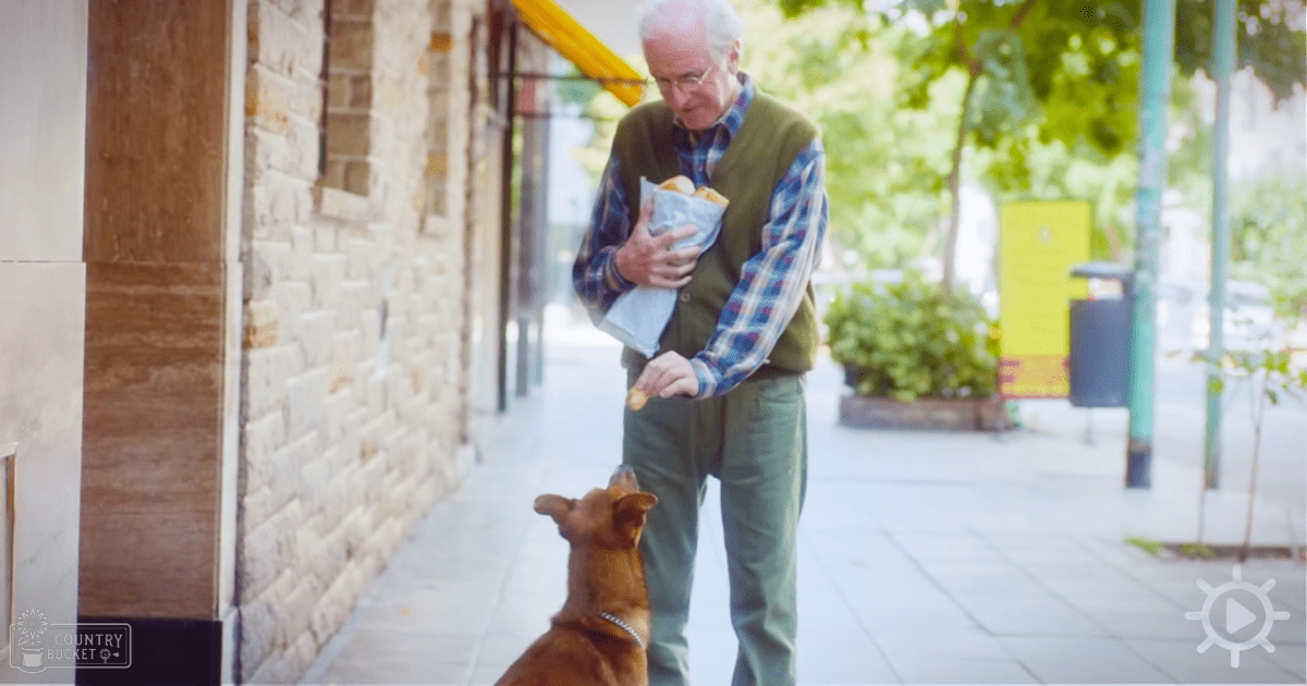 An older adult male interacts with a medium-sized terrier dog on an urban street in spring or summer, with green foliage and brick buildings in the background.
