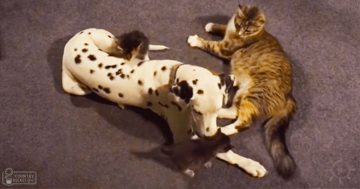 A Dalmatian dog with two cats resting outdoors during daytime.