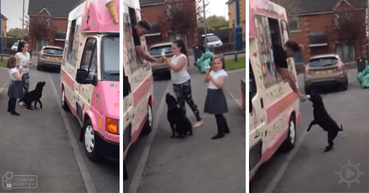Residential street scene with an adult female vendor, a toddler, and an infant near an ice cream truck on brick houses with parked cars in the background during daytime.