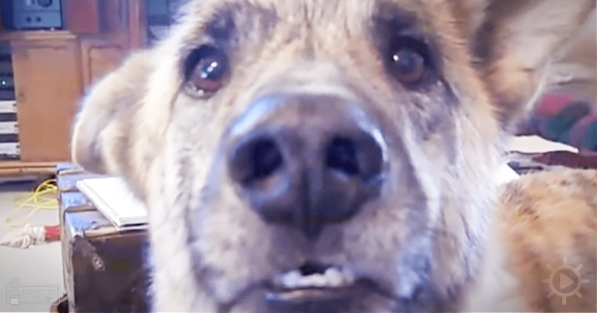 A light brown adult dog with darker markings around its eyes and nose, indoors in an artificial-lit setting with cluttered background furniture and miscellaneous objects.