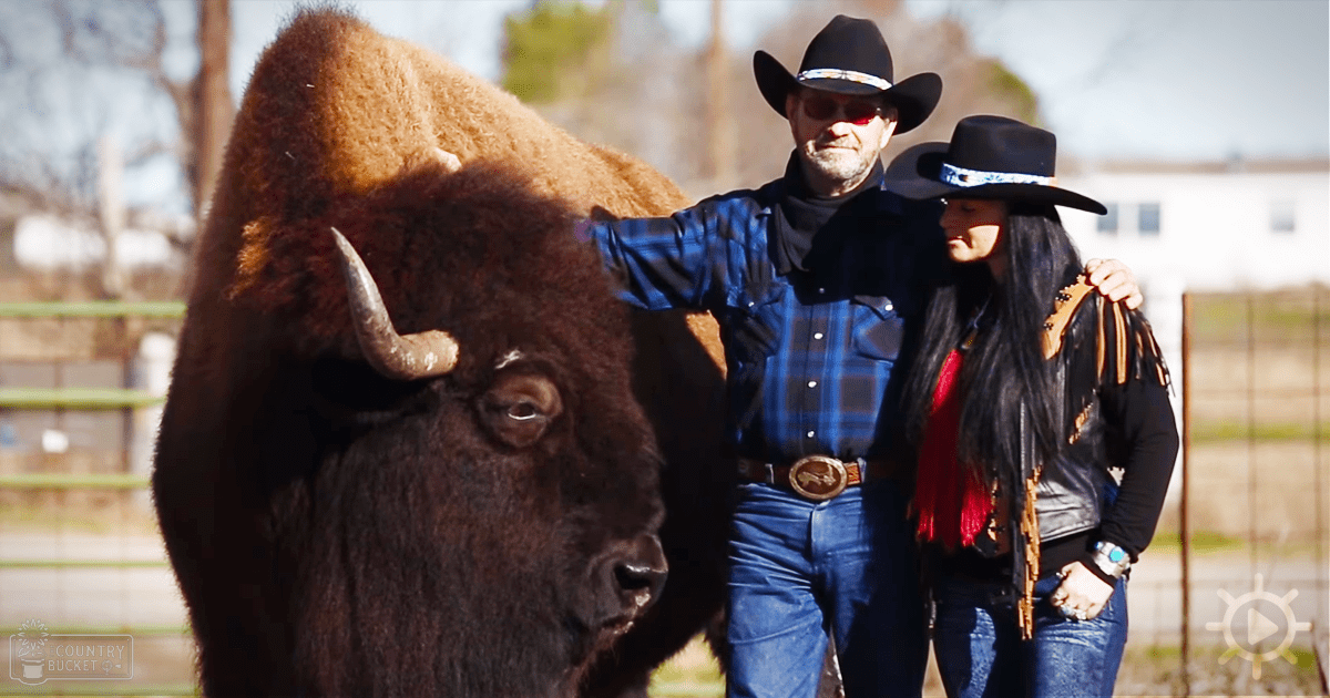 An American bison in a rural outdoor setting with two individuals wearing cowboy attire, surrounded by fencing and trees under bright daylight.