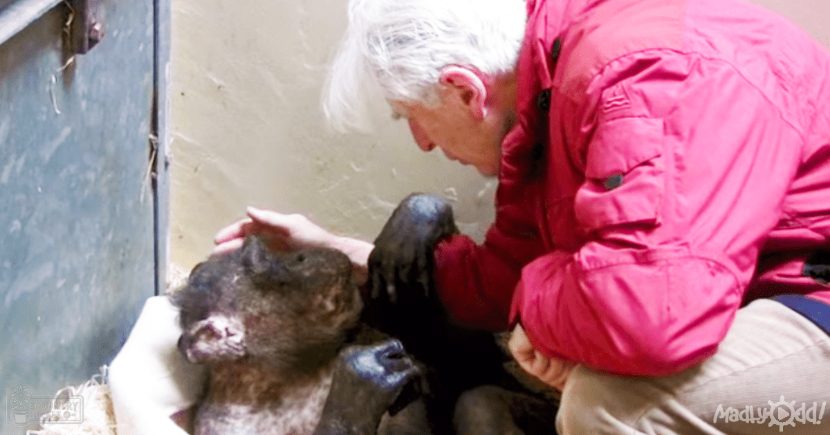 An older adult male wearing a red puffy jacket and beige pants interacts with an adult sheep in a barn or stable setting under natural daylight.