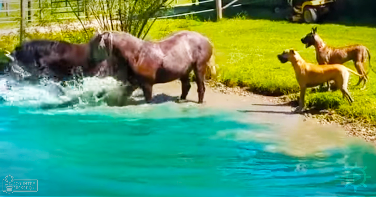 A dark brown horse with lighter mane and tail stands near clear blue water alongside two dogs: one light golden-brown dog on grassy bank, another darker-colored puppy partially in the water.