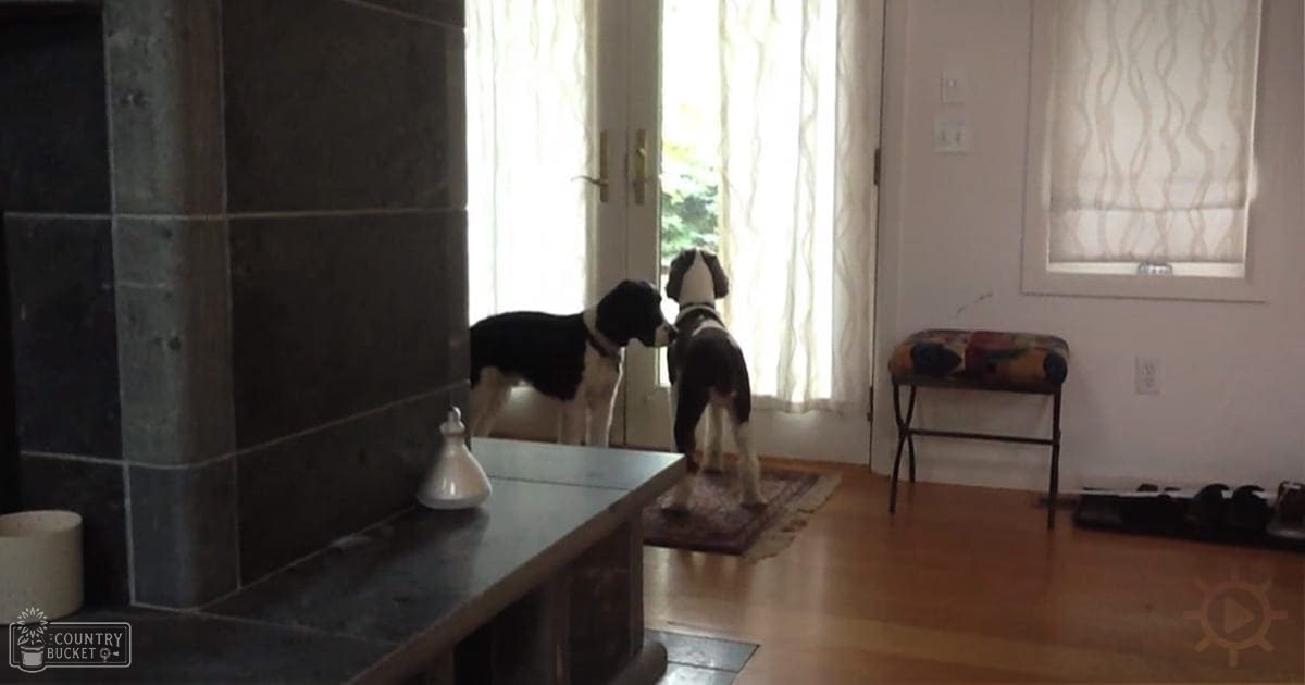 Two Beagle dogs in a sunlit living room setting with neutral tones and natural light streaming through windows.
