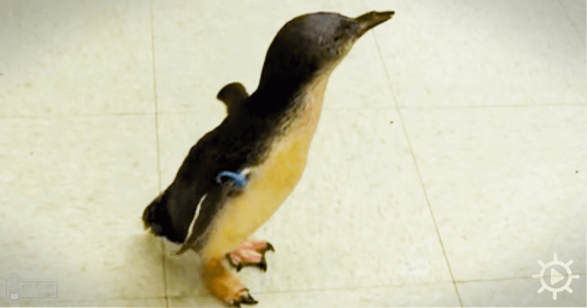 A young penguin with black and yellow plumage stands indoors on tiled flooring, wearing a blue band around its leg.