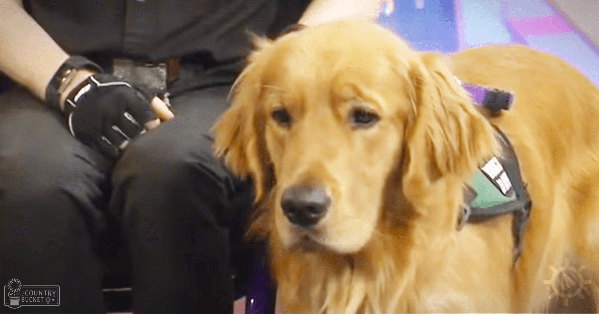 An adult female wearing black gloves, dark pants or leggings, and a dark top stands indoors with a light golden retriever. The dog wears a harness with tags.