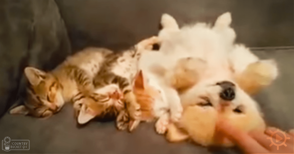 A tabby kitten with a white and light brown puppy beside it in an indoor setting with neutral-colored walls and flooring.