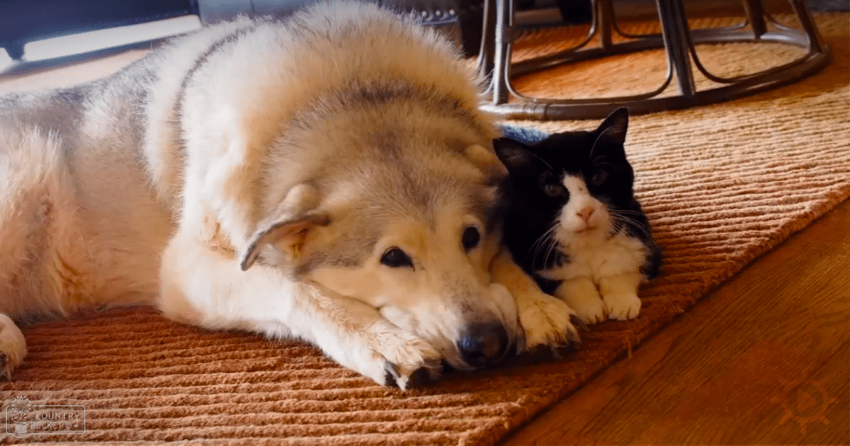 An adult Alaskan Malamute with white and gray fur resting next to an adult black and white domestic shorthair cat on a brown textured rug indoors, suggesting a cozy home environment.