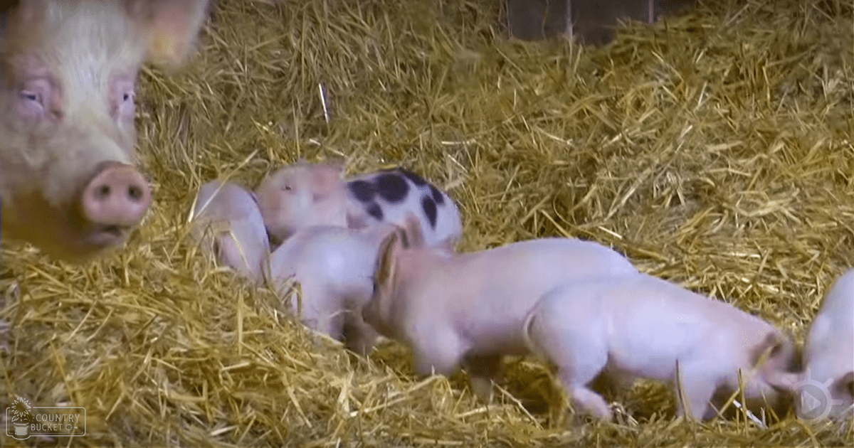 A group of juvenile piglets in a barn with straw bedding, indoor farm setting, winter or early spring season, natural diffused light.