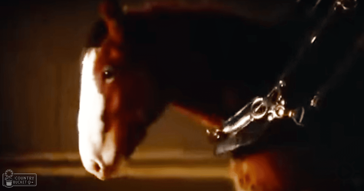 A brownish-red horse with a white blaze and halter indoors, dimly lit at dusk.