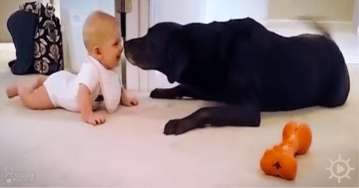 An infant in a white onesie interacts with an adult Labrador Retriever dog on a carpeted floor, surrounded by natural light and casual home decor.