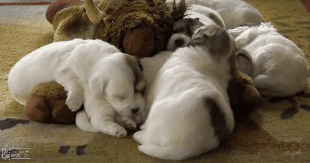 A group of young puppies, likely Golden Retrievers or similar large breed, play on a carpeted floor indoors.