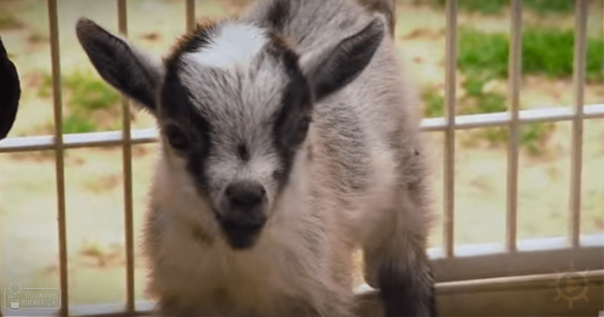 A young goat with white fur and black markings stands within a pen made of metal mesh, surrounded by hints of greenery in an outdoor setting during daylight hours.