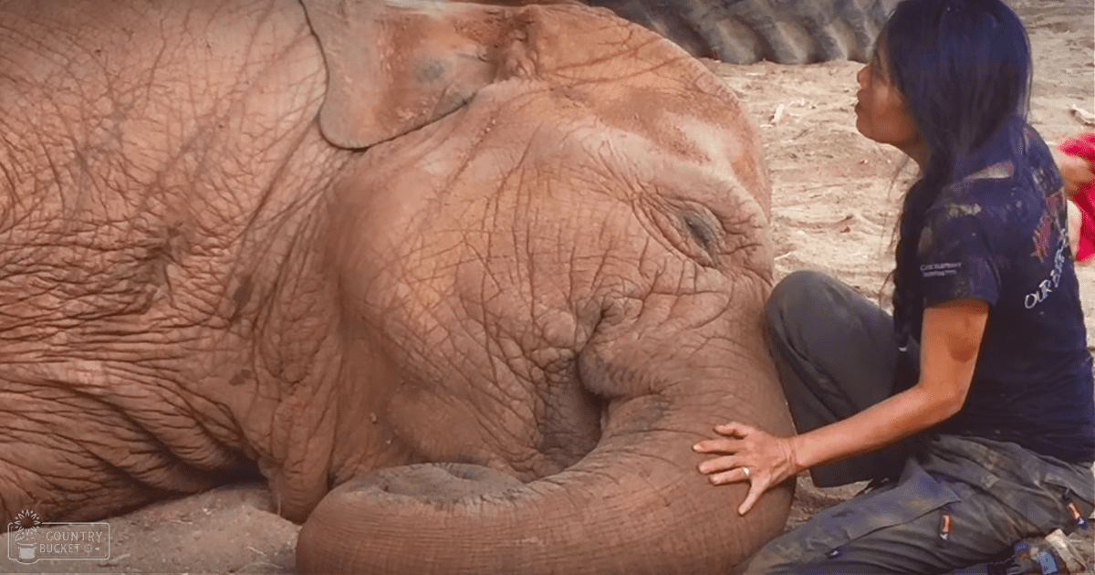 An adult female wearing a dark blue T-shirt and dark gray pants interacts with an adult rhinoceros in an outdoor enclosure, possibly during late afternoon.