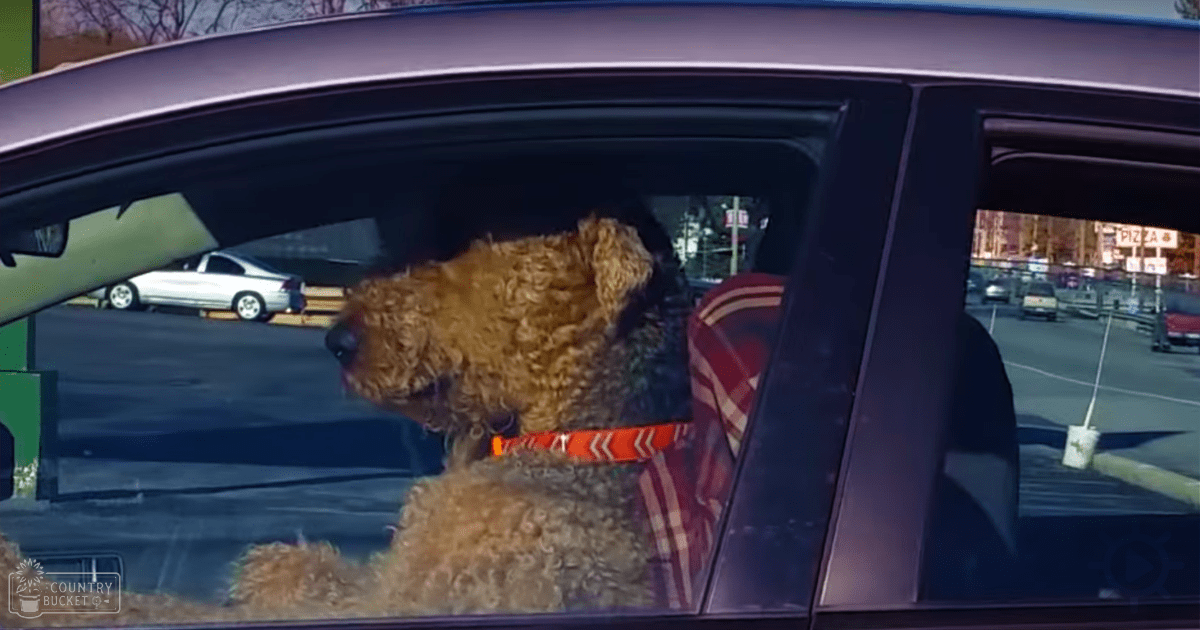 A small Airedale Terrier or similar breed dog with light brown fur, wearing a red and white patterned collar, sitting in the back of a car at an outdoor parking lot. The setting includes several cars and suggests it might be near a restaurant.