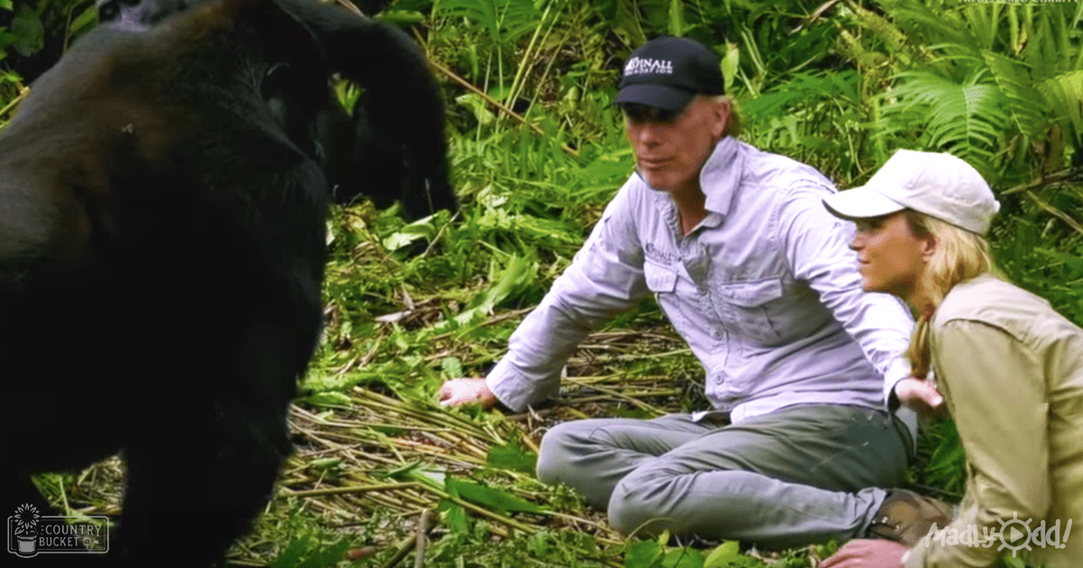 A gorilla amidst lush greenery with two middle-aged adults, one wearing a light purple button-up shirt and the other in a beige jacket, in what appears to be a wildlife sanctuary or reserve.