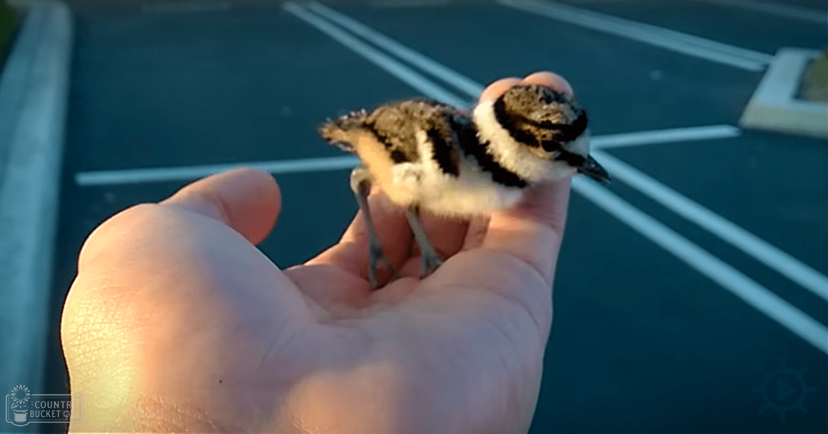 A baby Killdeer with distinctive black-and-white markings, held in a hand outdoors on a paved area during daytime.