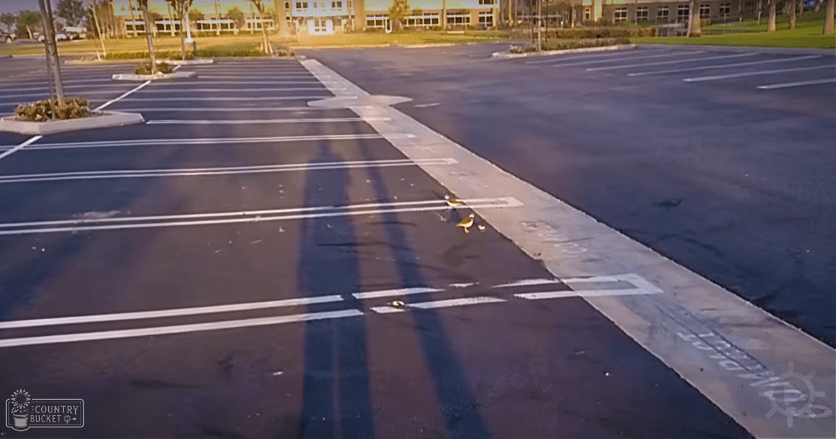 A pigeon with fully developed plumage stands on a parking lot near a multi-story commercial or institutional building surrounded by lush greenery, indicating late spring or summer at dawn or dusk.