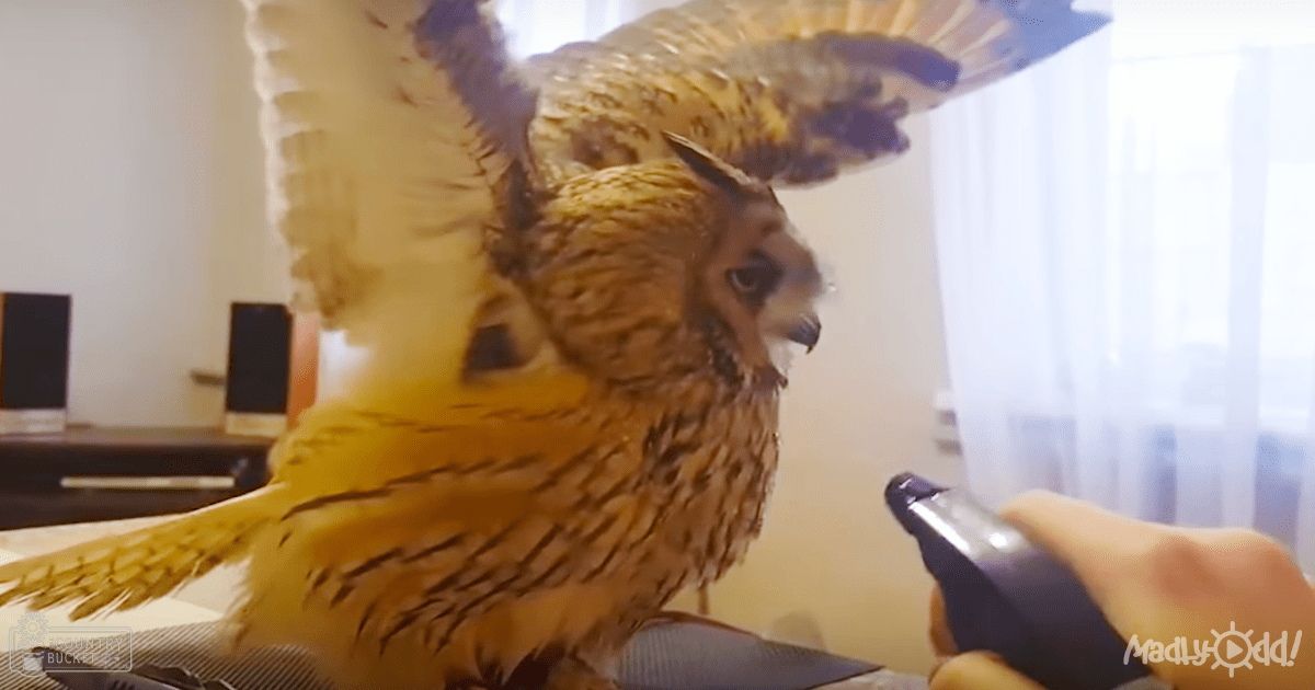 A large owl with brown and yellow plumage indoors near grooming or training equipment.