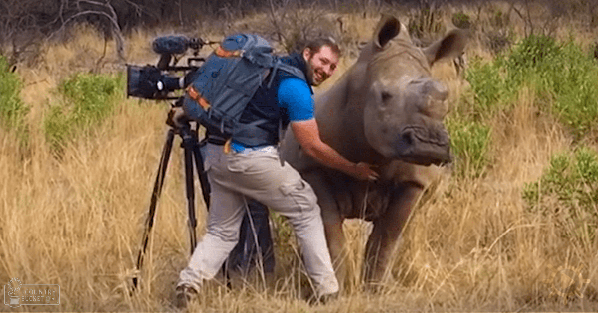 An adult male interacting with a black rhinoceros in a savanna-like outdoor setting, wearing blue shirt and beige pants under natural daylight.
