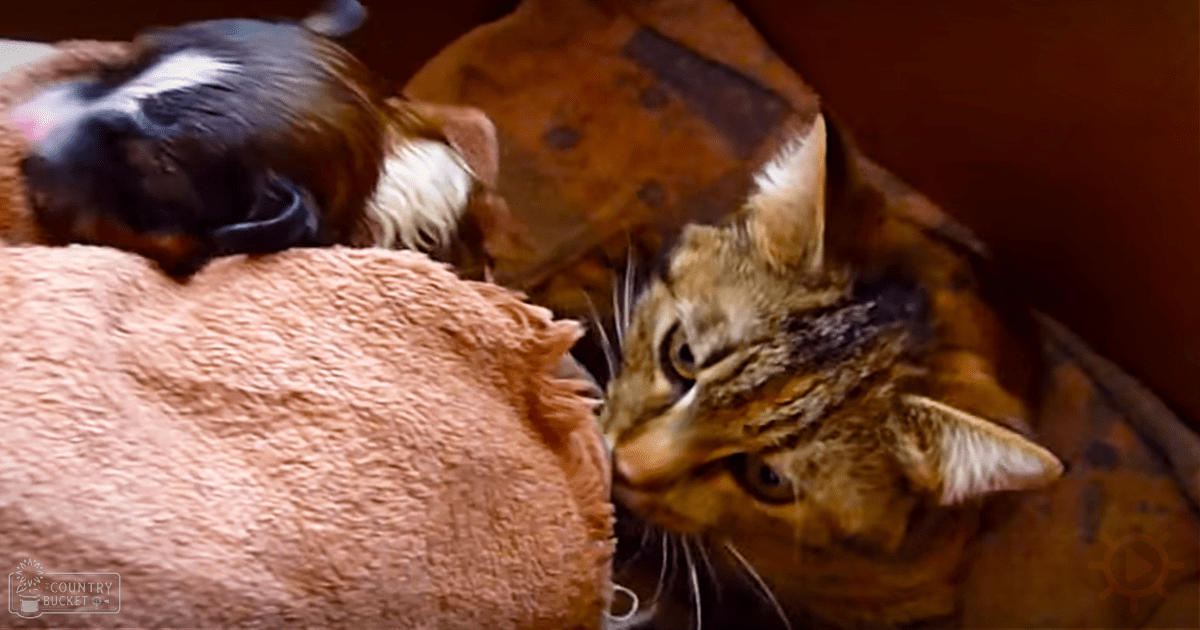 A tabby cat with distinct stripes and spots alongside a small animal with black and white fur in an indoor setting with soft furnishings.