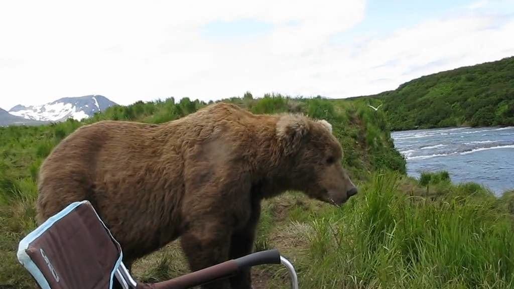 A large brown bear with thick fur stands amidst grassy terrain near water and hills, under partly cloudy skies in spring or summer.