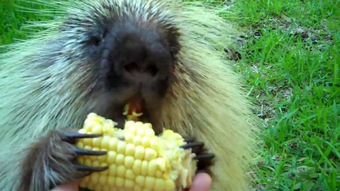 A porcupine with light brown fur and dark facial markings eats corn in a bright, outdoor setting with green grass.