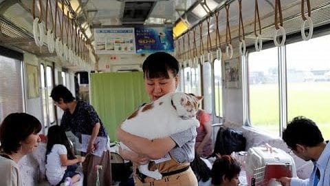 A woman holding a tabby kitten inside a train with other passengers seated nearby, wearing light-colored clothing; a young man stands by the window in dark patterned attire.