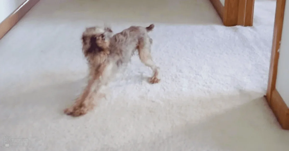 A small shaggy dog, possibly a miniature schnauzer, with grayish-brown coat in an indoor setting with natural light.