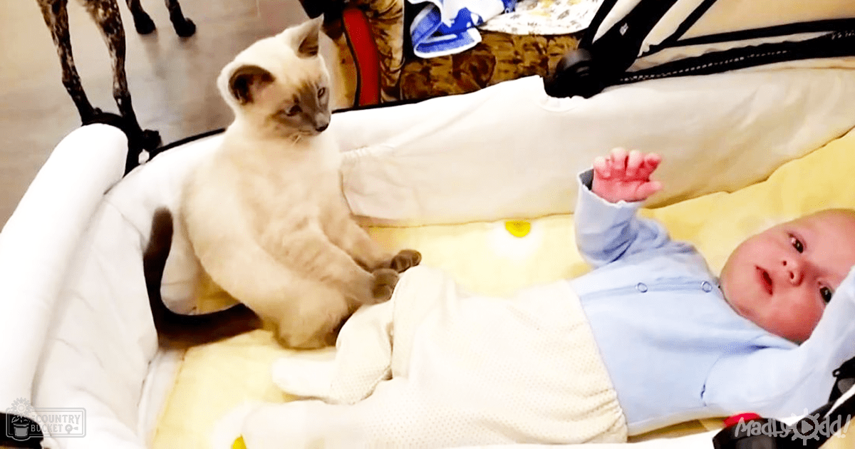 A Siamese kitten in a white crib, surrounded by soft bedding and patterned fabric in what appears to be an indoor home environment with natural light.